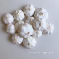 Chinese fresh elephant pure white garlic